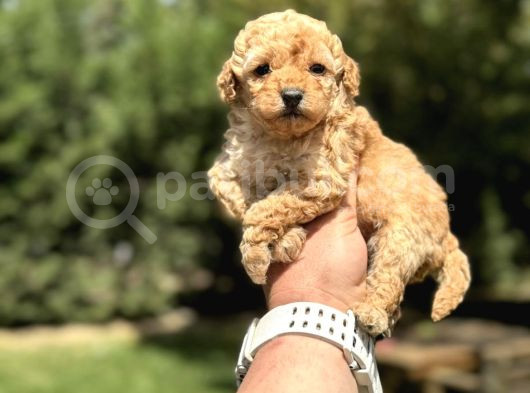 Kapida Ödemeli̇ Malti̇po Yavrular görsel