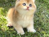 Mavi gözlü britishshorthair prens