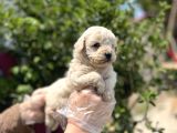 Pamuk Şekeri̇ Malti̇po Yavrular