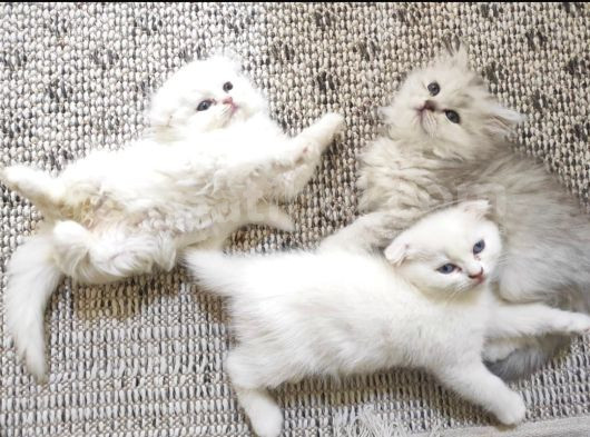 2 Aylik Ci̇ns Kedi̇ler Ankara Mamak görsel