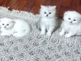 2 Aylik Ci̇ns Kedi̇ler Ankara Mamak