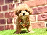 Tüy Dökme Yok Koku Yok Maltipoo Bebekler