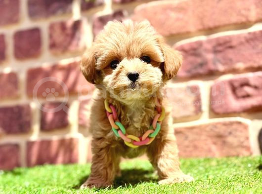 Tüy Dökme Yok Koku Yok Maltipoo Bebekler görsel