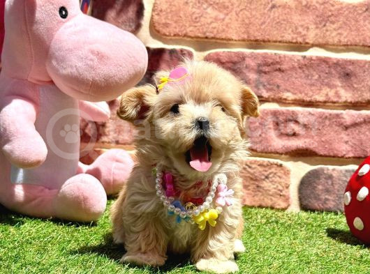 Çok Tatlı Çok Oyuncu Maltipoo Yavrular görsel