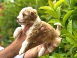 Kapida Ödemeli̇ Malti̇po Yavrular