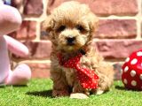 Oyuncu Ve Sosyal Maltipoo Bebekler
