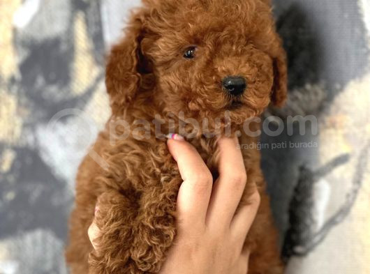 Evinize Neşe Katıcak Poodle Bebekler görsel
