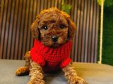 Toy Poodle Anne Altindan