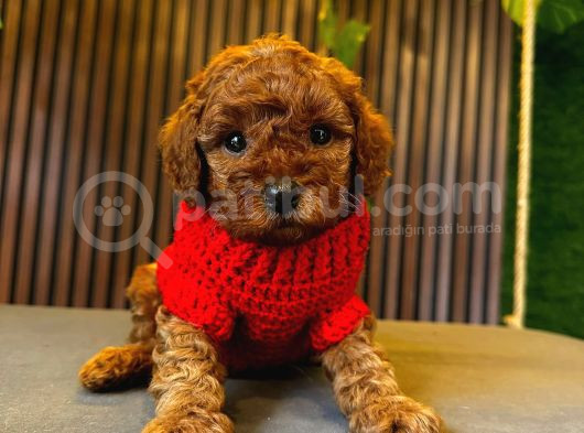 Toy Poodle Anne Altindan görsel