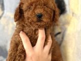 Evinize Neşe Katıcak Poodle Bebekler