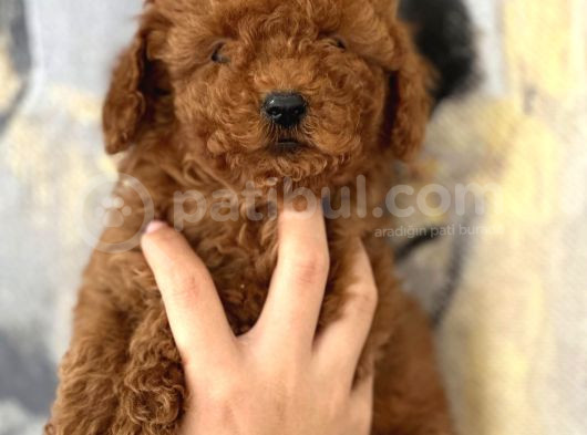 Evinize Neşe Katıcak Poodle Bebekler görsel