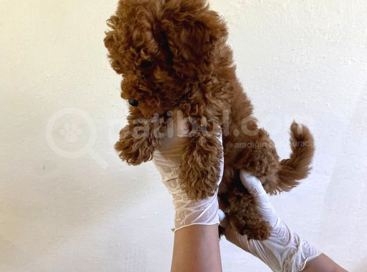 Wc Eğitimli Orjinal Poodle Yavrum görsel
