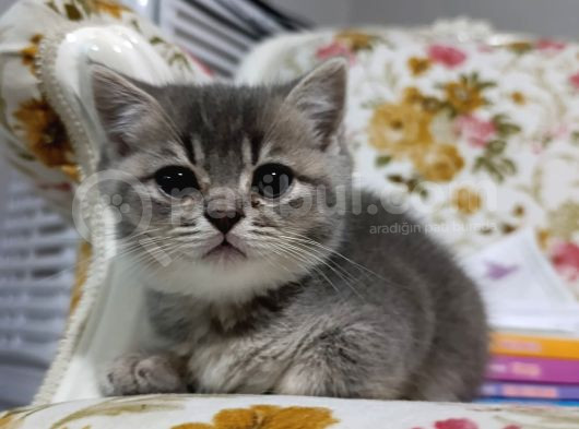 Sevi̇mli̇ Sicak Kanli Bebek Tesli̇me Hazir görsel