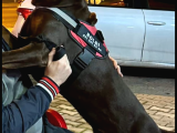 Kaliteli Kızıl Doberman İstanbul Elden Teslim Olur 132 GÜNLK
