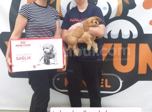 Xxs Mi̇ni̇ Wc Eği̇ti̇mli̇ En İyi̇ Kali̇te Yavrular görsel