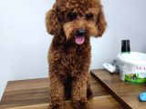 ÇİKO - tOY POODLE