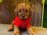 Toy Poodle Anne Altindan