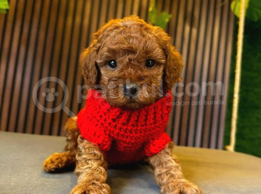 Toy Poodle Anne Altindan görsel