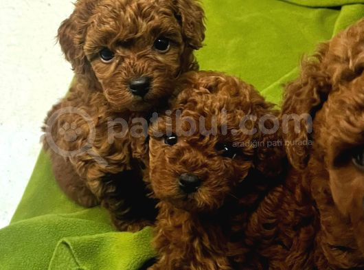 Red Brown Renk Toy Poodle Bebekler görsel