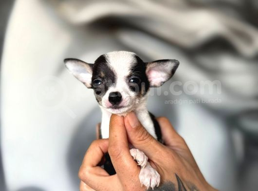 300 Gr Teacup Chihuahua Yavrular görsel