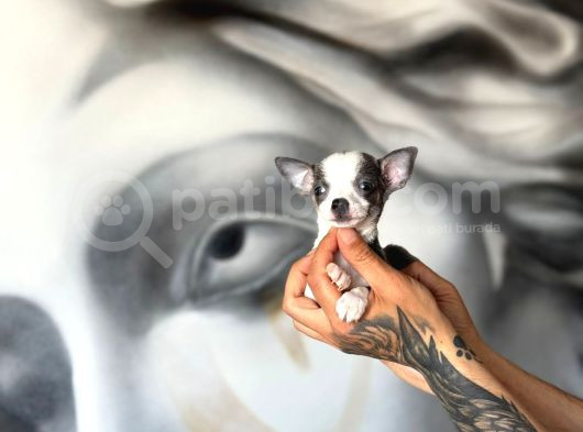 Teacup Boy Şivava Bebekler görsel