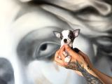 300 Gr Teacup Chihuahua Yavrular