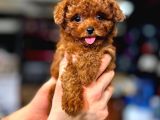 Red brown renk toy poodle bebekler