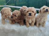Evinizin Neşesi F1 Maltipoo Bebeklerimiz