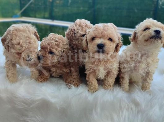 Evinizin Neşesi F1 Maltipoo Bebeklerimiz görsel