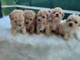 Evinizin Neşesi F1 Maltipoo Bebeklerimiz