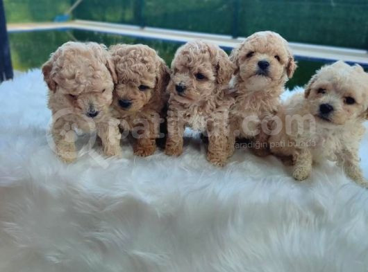 Evinizin Neşesi F1 Maltipoo Bebeklerimiz görsel