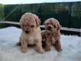 Evinizin Neşesi F1 Maltipoo Bebeklerimiz