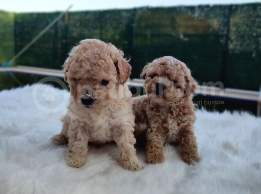 Evinizin Neşesi F1 Maltipoo Bebeklerimiz görsel