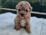 Evinizin Neşesi F1 Maltipoo Bebeklerimiz