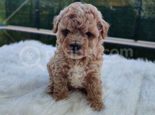Evinizin Neşesi F1 Maltipoo Bebeklerimiz görsel