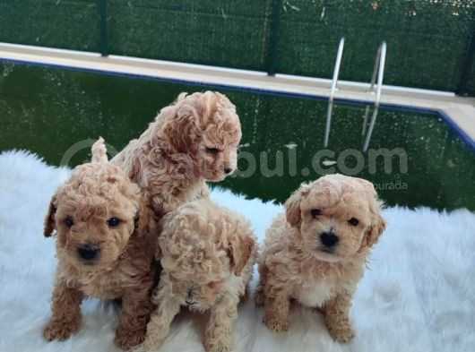 Evinizin Neşesi F1 Maltipoo Bebeklerimiz