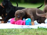 Kali̇teni̇n Zrvesi̇nden Kizil Ki̇ng Doberman