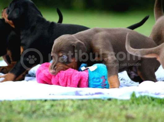 Kali̇teni̇n Zrvesi̇nden Kizil Ki̇ng Doberman görsel