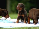 Kali̇teni̇n Zrvesi̇nden Kizil Ki̇ng Doberman