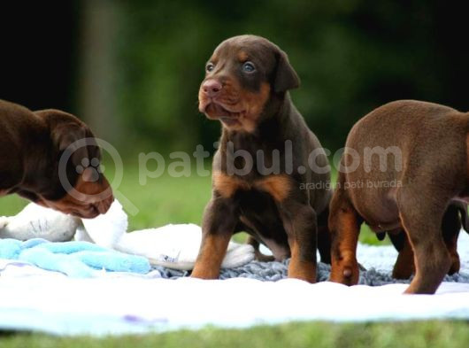 Kali̇teni̇n Zrvesi̇nden Kizil Ki̇ng Doberman görsel