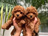 Kapi Tesli̇m İmkani İle Mükemmel Toy Poodle