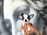 Teacup Boy Şivava Bebekler