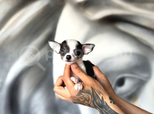 Teacup Boy Şivava Bebekler görsel