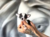 300 Gr Teacup Chihuahua Yavrular