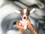 Teacup Boy Şivava Bebekler