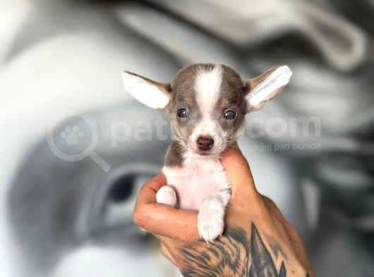 Teacup Boy Şivava Bebekler görsel