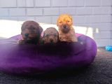 A Kalite Toy Poodle Yavrularimiz