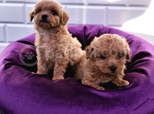 Şapşik Maltipoo Yavrularımız