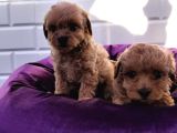 Şapşik Maltipoo Yavrularımız