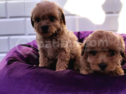 Şapşik Maltipoo Yavrularımız görsel